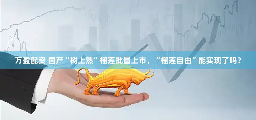 万盈配资 国产“树上熟”榴莲批量上市，“榴莲自由”能实现了吗？