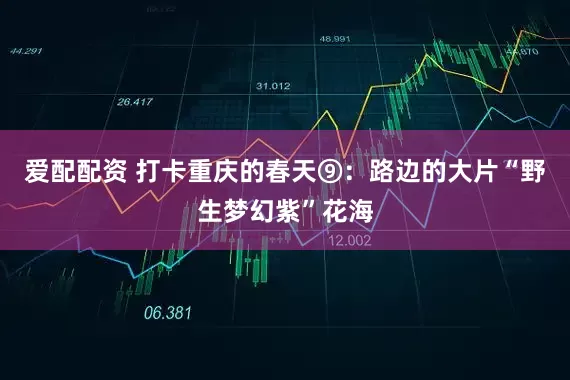 爱配配资 打卡重庆的春天⑨：路边的大片“野生梦幻紫”花海